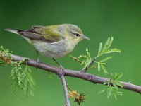 A2Z5234c  Tennessee Warbler (Oreothlypis peregrina)